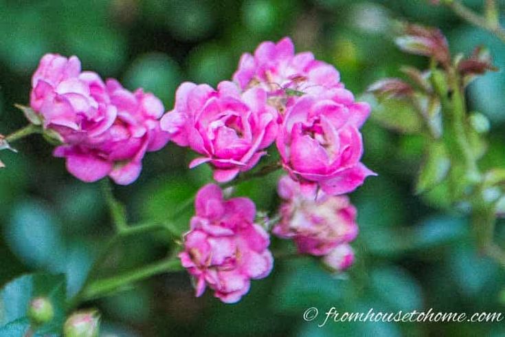 pink flowers blooming in the middle of some green leaves on a tree branch with blurry background