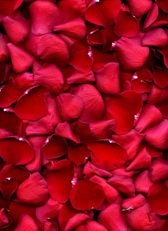 red petals are arranged in the shape of hearts