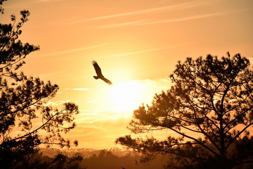 an eagle flying in front of the setting sun