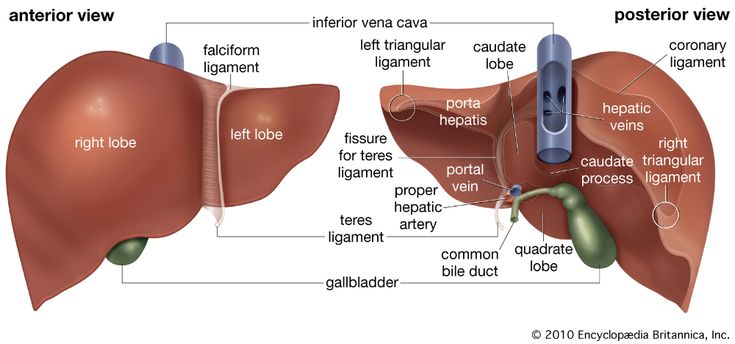 the anatomy of the liver and its corresponding parts