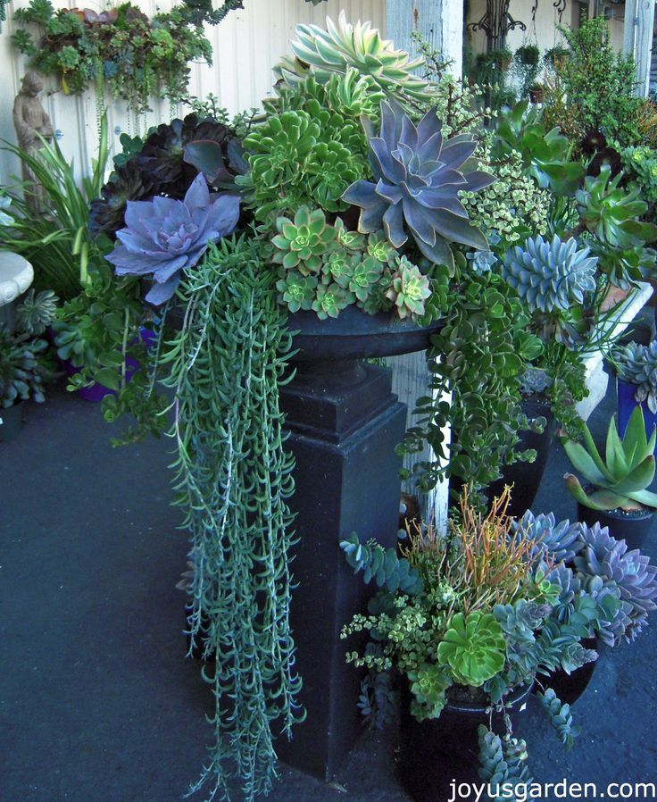 there are many succulents and plants in the planter