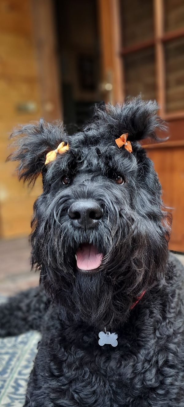 a black dog sitting on top of a rug