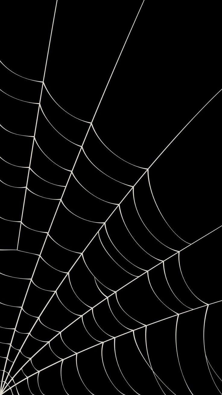 a black and white photo of a spider web