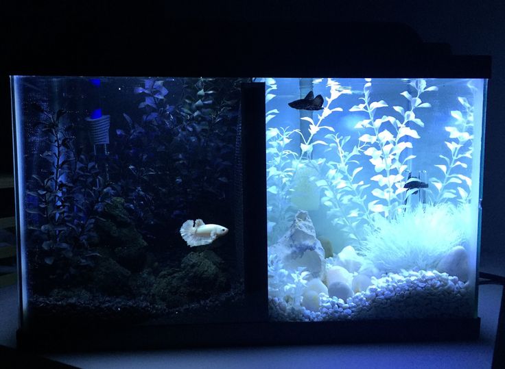 an aquarium with fish and plants in it