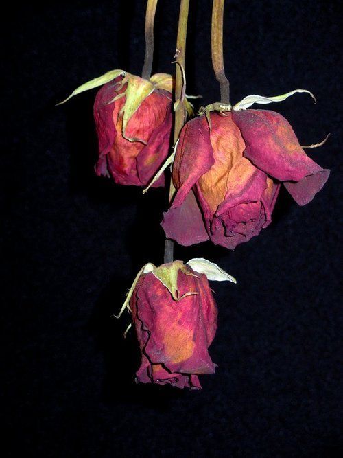 three pink roses with green stems on a black background in the dark, one is dying