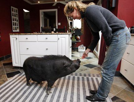 a woman petting a pig on the nose