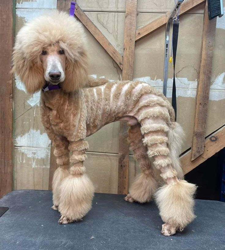 a poodle is standing on top of a chair with its legs wrapped around it