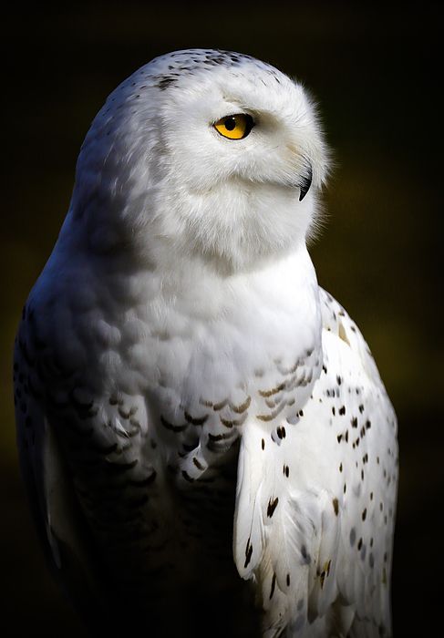 a white owl with yellow eyes is standing