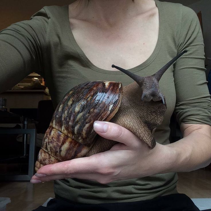 a woman holding a snail in her hands with the caption giant african land snail