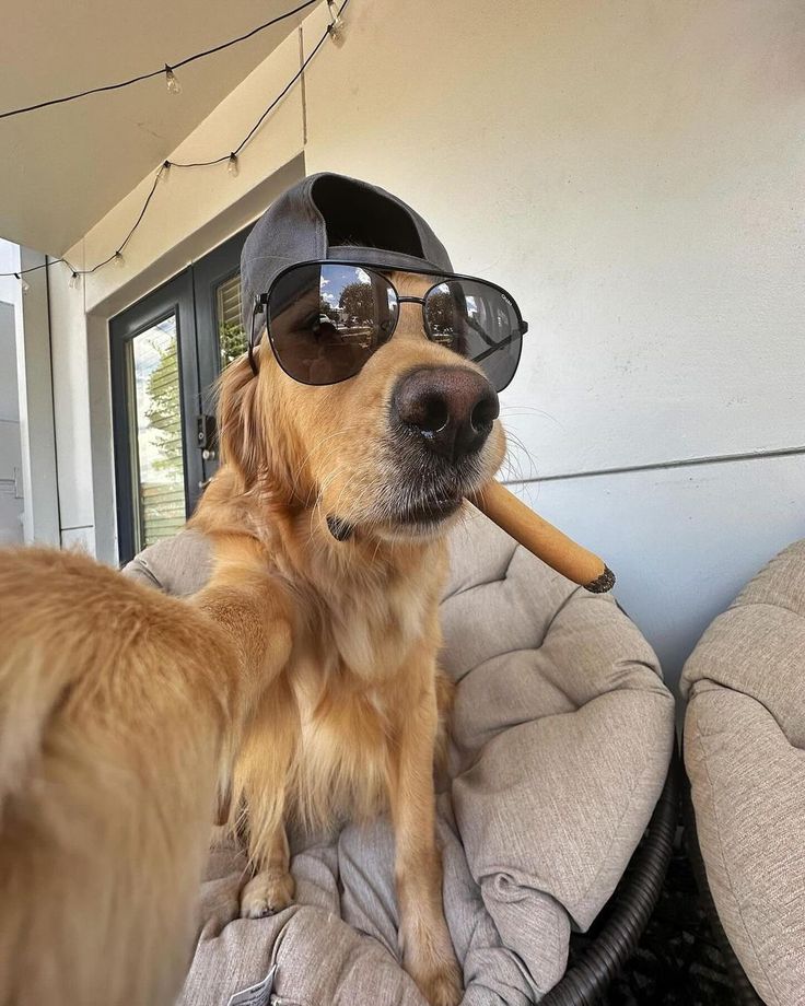 a dog with sunglasses and a baseball bat in its mouth