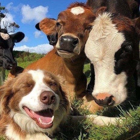 three cows and a dog are laying in the grass with their heads turned to look at the camera