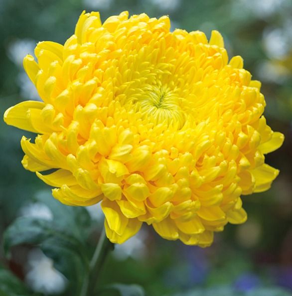 a yellow flower with green leaves in the background