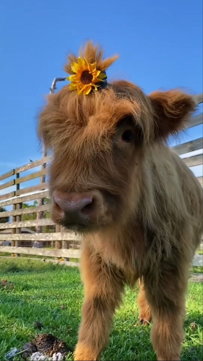 a small brown cow standing on top of a lush green field