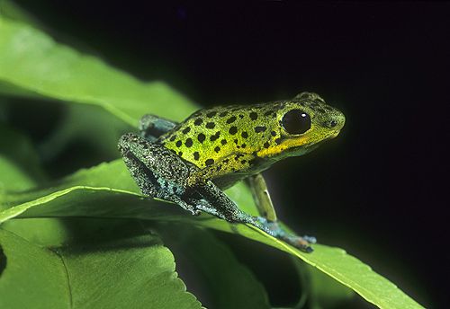 a green and yellow frog sitting on top of a leaf next to a black background