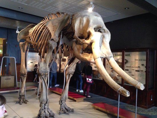 an animal skeleton is on display in a museum