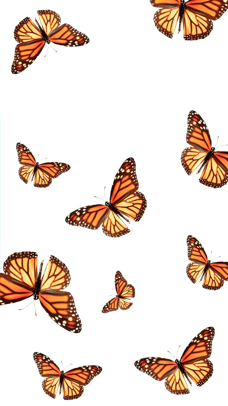 a group of orange butterflies flying in the sky