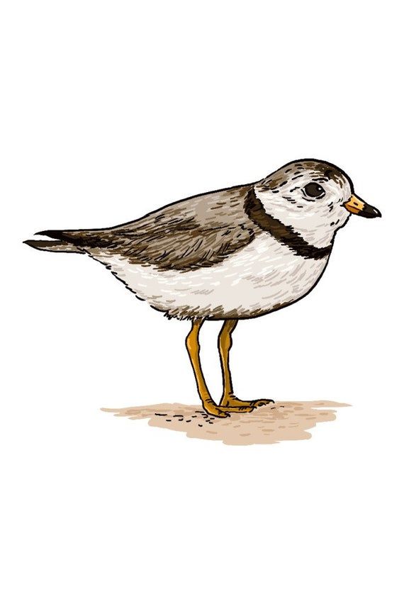 a drawing of a bird standing on the ground