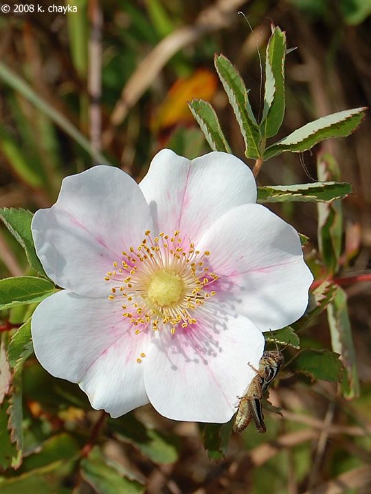 a white flower with pink stamens and a bee on it's side