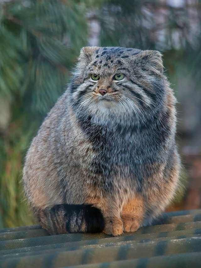 a cat sitting on top of a roof next to a tree branch and looking at the camera