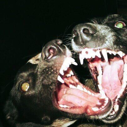 two dogs with their mouths open and one has it's mouth open to bite the other