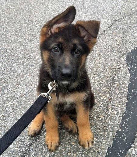 a puppy sitting on the ground with a leash attached to it's neck and looking at the camera