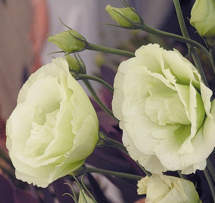 three white flowers with green stems in a vase