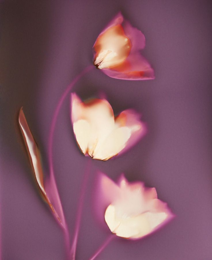 three pink flowers on a purple background