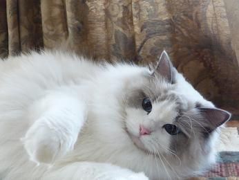 a white and gray cat laying on top of a bed next to a window with curtains