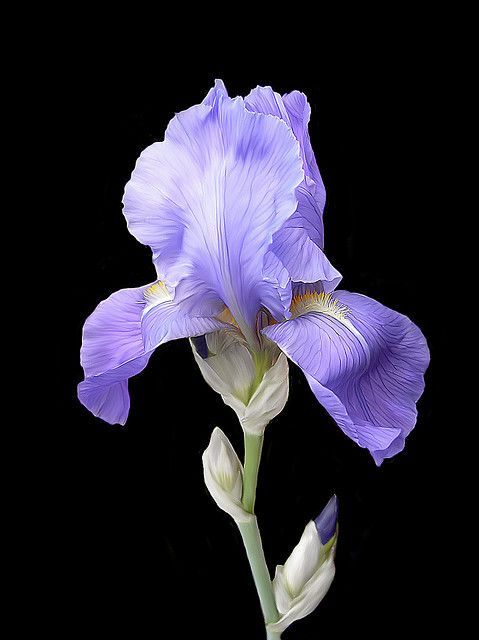 a purple flower with white petals on a black background