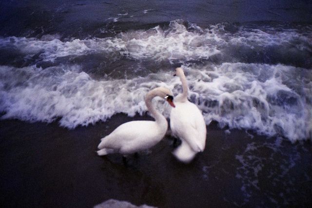 two white swans are in the water at the edge of an ocean wave covered beach