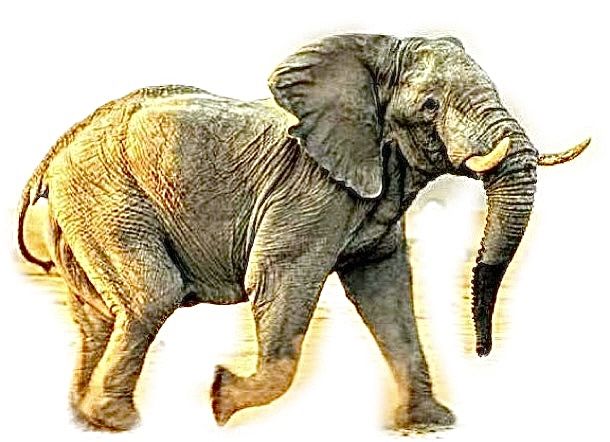 an elephant walking across a white ground