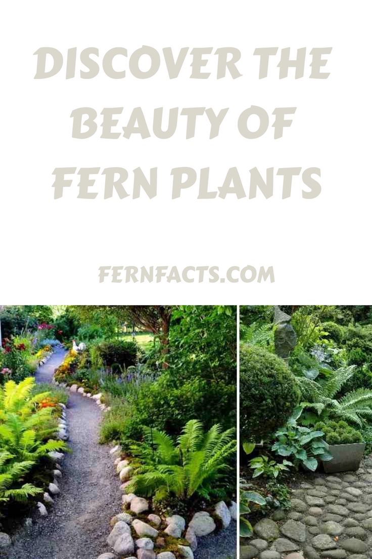 Lush garden pathway lined with various fern plants and a promotional text for fernfacts.com. Fern Gardens Ideas, Fern Landscaping, Fern Garden Ideas, Garden Ideas Australia, Fern Varieties, Fern Care, Fern Plants, Indoor Ferns, Fern Garden