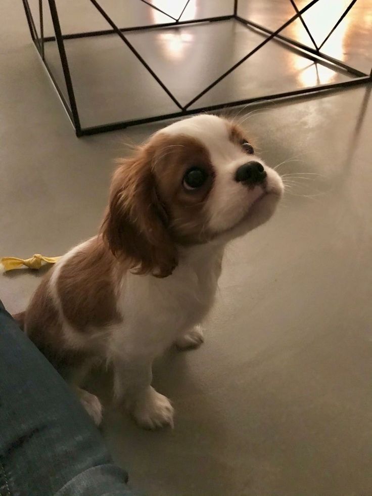 a small brown and white dog sitting on top of a floor next to a person