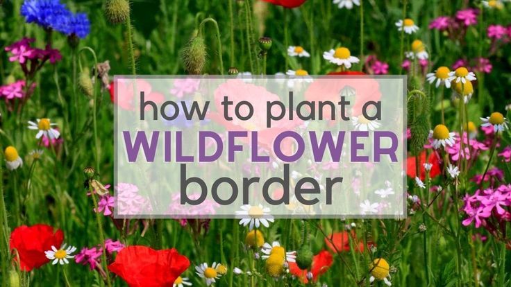 wildflower border with text overlaying how to plant a wildflower border