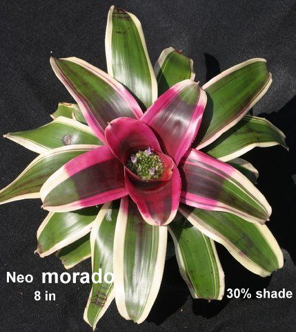 a pink and green plant with white tips on it's leaves is shown from above