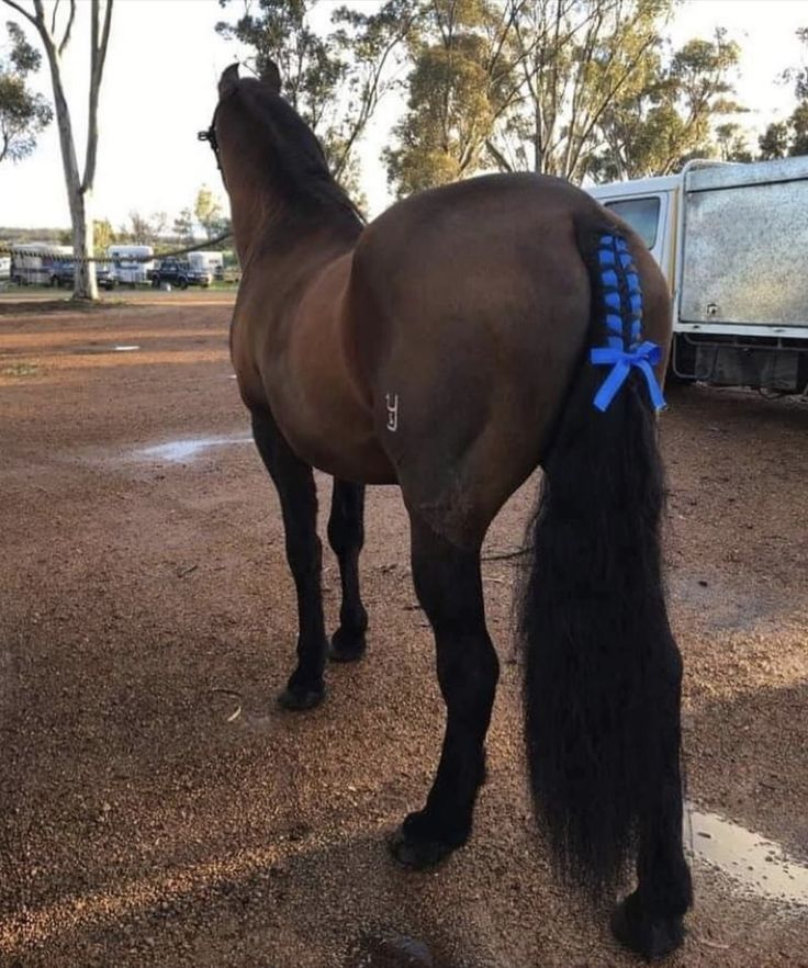 a brown horse with long black hair standing next to a trailer