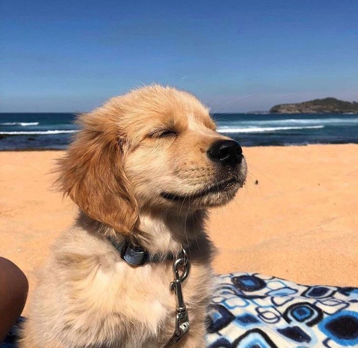 a small dog sitting on top of a beach next to the ocean