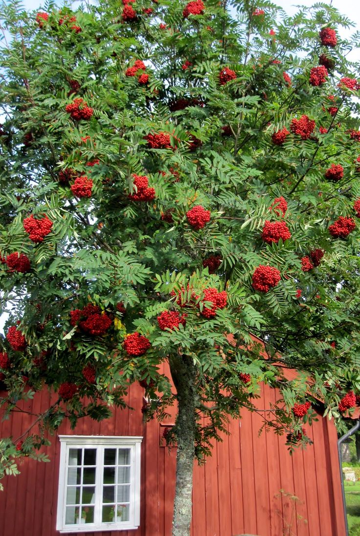 a tree with red flowers in front of a red building