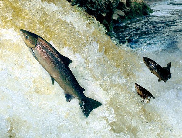 three fish are swimming in the water next to some rocks and rock formations, while another fish swims near them