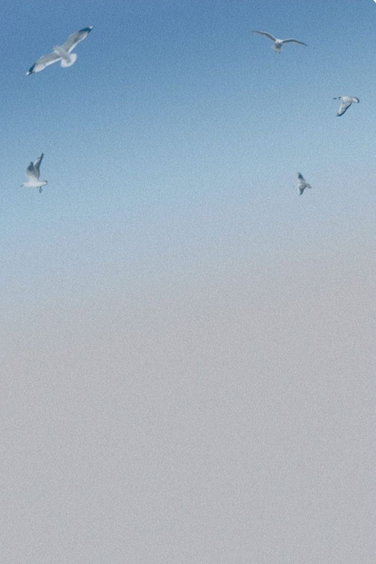 several seagulls flying in the blue sky