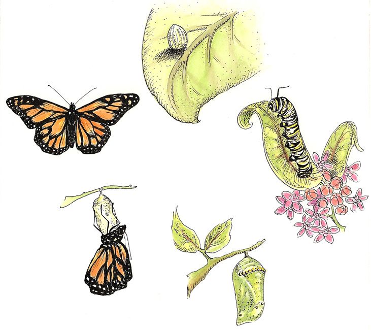 an image of butterflies and flowers on a white background