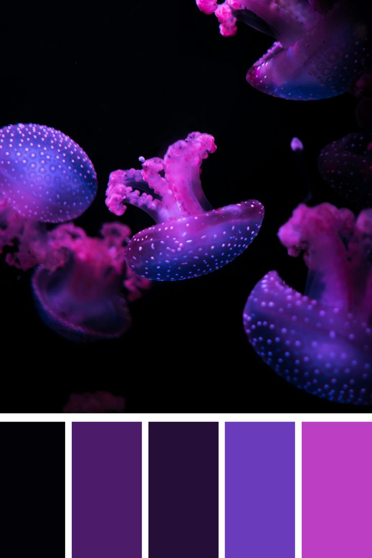 purple and black color scheme with jellyfish