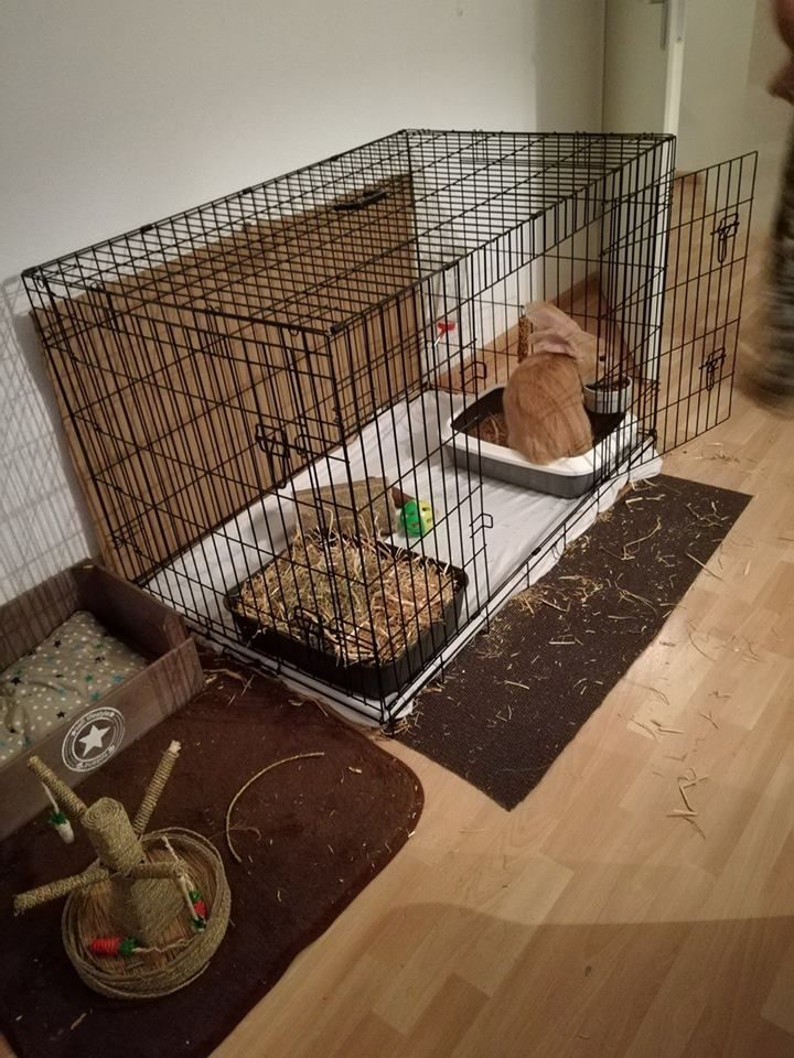 a dog laying in a cage on the floor next to a cat and another animal