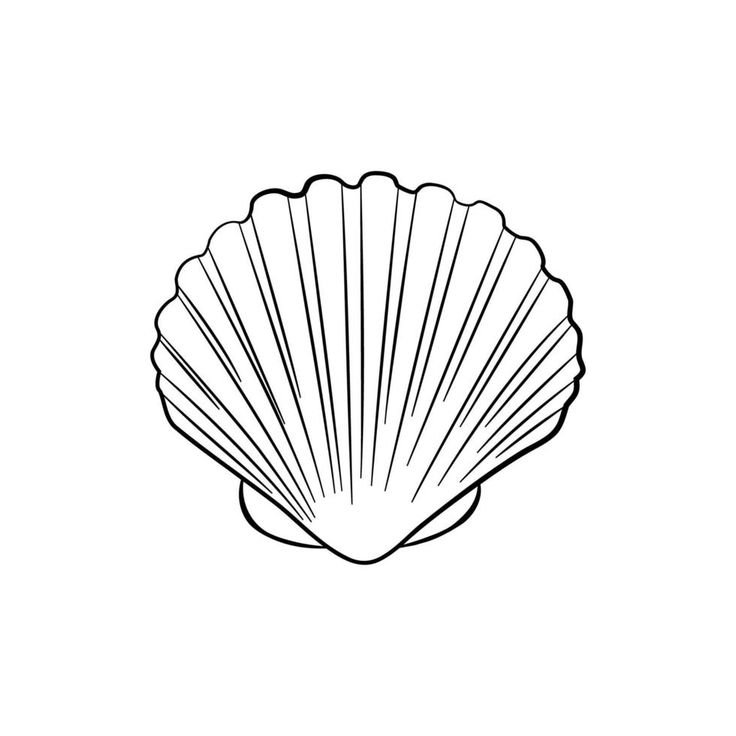 an image of a seashell on a white background in the style of line art