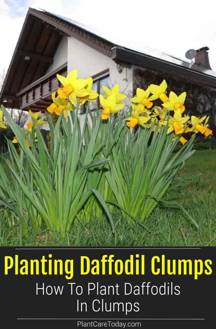 yellow daffodils in front of a house with the words planting daffodil clumps how to plant daffodils in clumps