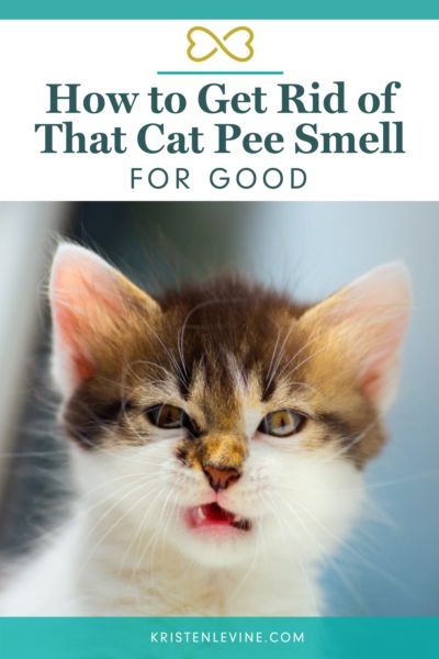 a cat with the title how to get rid of that cat pee smell for good