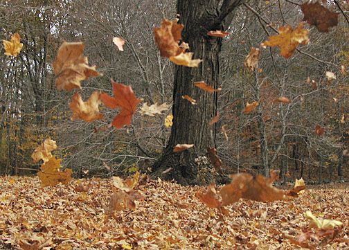 the leaves are falling from trees in the fall season, and there is no image here to provide a caption for