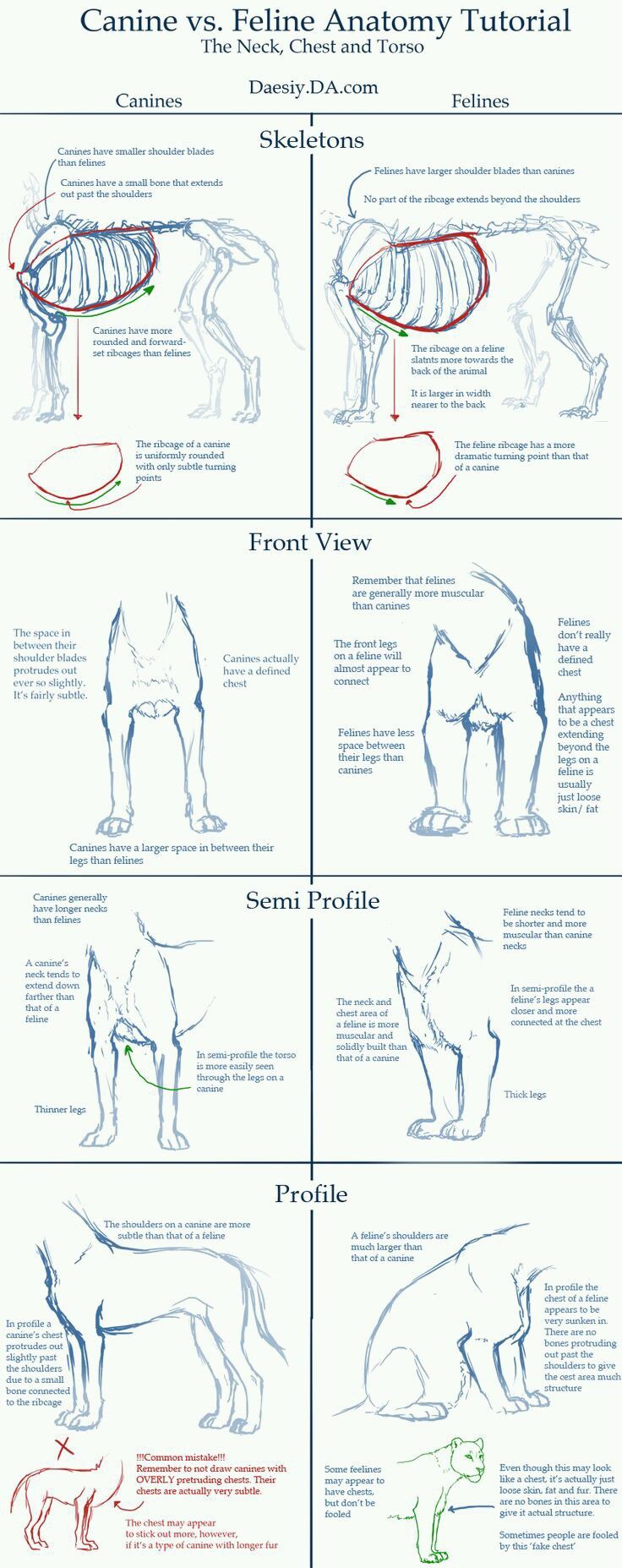 an image of how to draw a horse's body and head with different angles