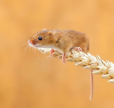 a mouse sitting on top of a stalk of wheat