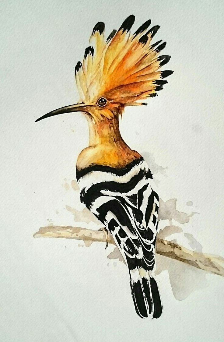 an image of a bird with feathers on it's head and the words hope bird - watercolor, birds of kashmini, yel